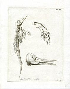 Yunus İskeleti (renkli gravür) by German School