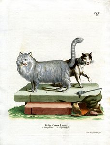 Yerli Kedi (renkli gravür) by German School