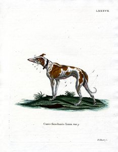 Yerli Köpek (renkli gravür) by German School