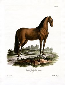 Yerli At (renkli gravür) by German School