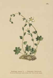 Sarkık Saxifrage (Saxifraga cernua) (renkli taş) by German School