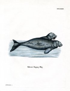 Dugong (renkli gravür) by German School