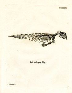 Dugong İskeleti (renkli gravür) by German School