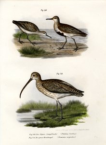 Dunlin, 1864 by German School