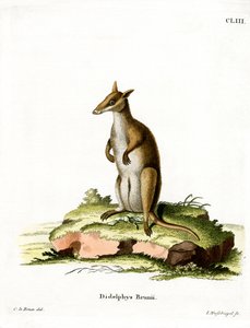 Gölgeli Wallaby (renkli gravür) by German School