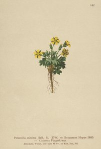 Cüce Cinquefoil (Potentilla minima, Potentilla Brauneana, Potentilla dubia) by German School