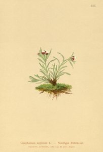 Cüce Cudweed (Gnaphalium supineum) by German School