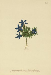 Cüce Gentian (Gentiana pumila) by German School