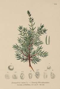 Cüce Ardıç (Juniperus nana, Juniperus communis subsp. nana, Juniperus communis var. saxatilis) by German School