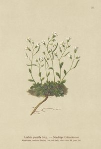 Cüce Tere (Arabis pumila) by German School