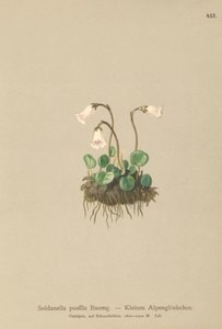 Cüce Kar Çanı (Soldanella pusilla, Soldanella alpicola) by German School