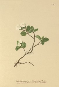 Cüce Söğüt (Salix herbacea) by German School