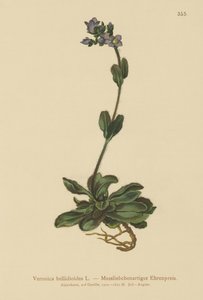 Cüce mavi sürat teknesi (Veronica bellidioides) by German School