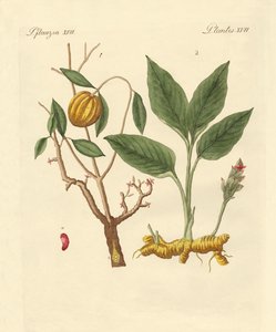 boya bitkileri by German School
