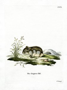 Dzhungarian Cüce Hamster (renkli gravür) by German School