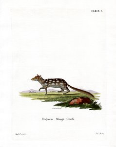 Doğu Quoll (renkli gravür) by German School