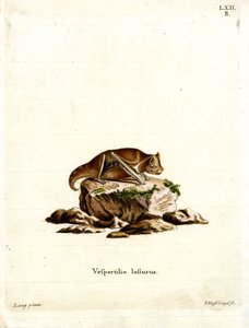 Doğu Kırmızı Yarasa (renkli gravür) by German School