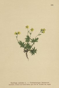 Doğu Saxifrage (Saxifraga sedoides) by German School