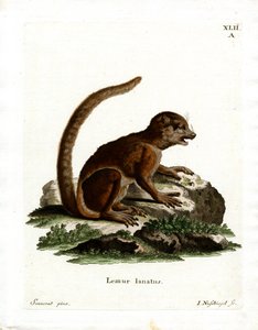 Doğu Yünlü Lemur (renkli gravür) by German School