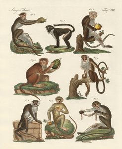 Sekiz çeşit guenon by German School
