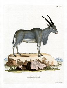 Eland Antilop (renkli gravür) by German School