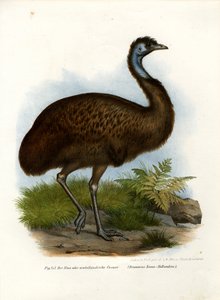 Emu, 1864 by German School
