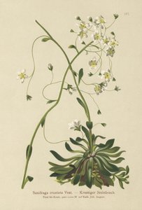 Kabuklu Saksafon (Saxifraga kabukata) by German School