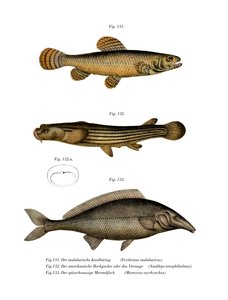 Malabar Eritrin (renkli taş) by German School