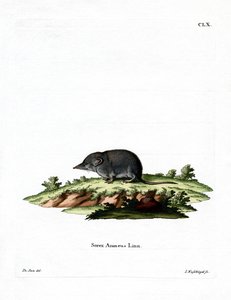 Avrasya Kır faresi (renkli gravür) by German School