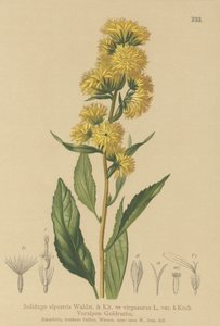 Avrupa Altın Başak (Solidago alpestris, Solidago virgaaurea, Solidago virgaurea) by German School