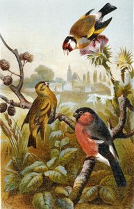 Avrupa Saka Kuşu, Icterine Greenbul ve Avrasya Şakrak Kuşu, "Brehms Tierleben: Allgemeine Kunde des Tierreichs", cilt 4, s. 57, Bibliographisches Institut tarafından yayınlandı by German School