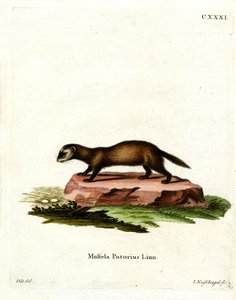 Avrupa Polecat (renkli gravür) by German School