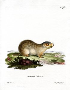 Avrupa Souslik (renkli gravür) by German School