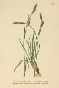 Yaprak Dökmeyen Saz (Carex sempervirens) by German School