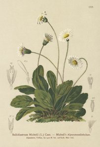 False Aster (Bellidiastrum Michellii) by German School