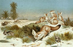 Fennec Fox, "Brehms Tierleben: Allgemeine Kunde des Tierreichs", cilt 2, s.202