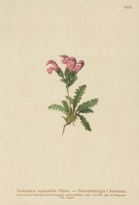 Eğreltiotu yapraklı Lousewort (Pedicularis asplenifolia) by German School