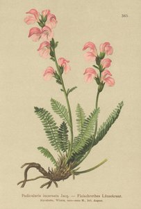 Et Pembesi Loswort (Pedicularis incarnata) by German School