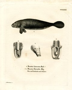 Florida Manatee (renkli gravür) by German School