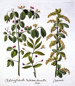 Fly Hanımeli ve Alıç, Hortus Eystettensis