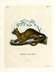 Fossa (renkli gravür) by German School