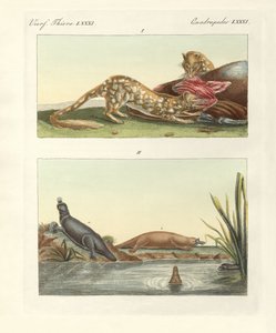 Avustralya