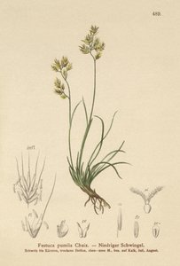 Dört Yapraklı Çayır (Festuca pumila, Festuca quadriflora) by German School