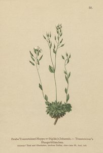 Frigid Whitlow-otu (Draba Traunsteineri, Draba frigida) by German School