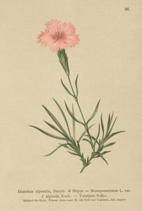 Saçaklı Pembe (Dianthus Monspessulanus, Dianthus alpestris, Dianthus alpicola) by German School