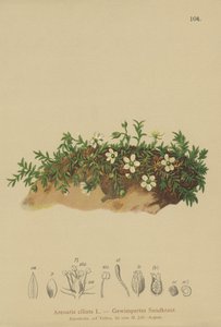 Saçaklı Sandwort (Arenaria ciliata) by German School