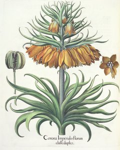 Fritillary: İmparatorluk çiçeklerinin tacı, Basil Besler (1561-1629), pub. 1613