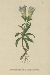 Froelichs Gentian (Gentiana Froelichii) by German School