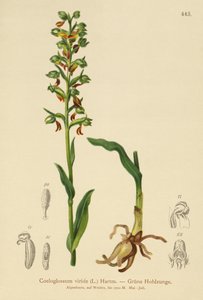 Kurbağa Orkide (Coeloglossum viride) by German School