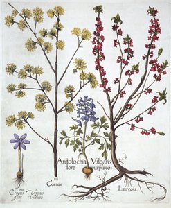 Fumewort, Daphne mezereum, Kızılcık Kirazı ve Bahar Çiğdem, Hortus Eystettensis